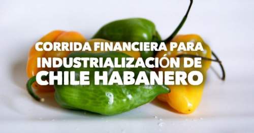 Corrida Financiera para Chile Habanero Industrializado