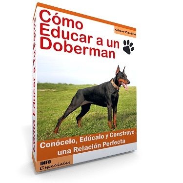Como Educar a un Perro Doberman