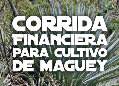 Corrida Financiera para Cultivo de Maguey