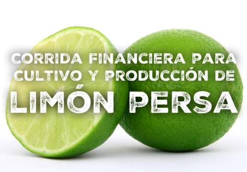 Corrida Financiera para Cultivo y Produccin de Limn Persa