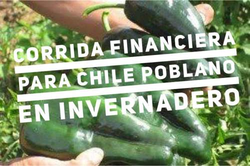 Corrida Financiera para Chile Poblano en Invernadero