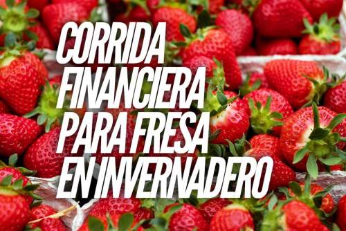 Corrida Financiera para Fresa En Invernadero