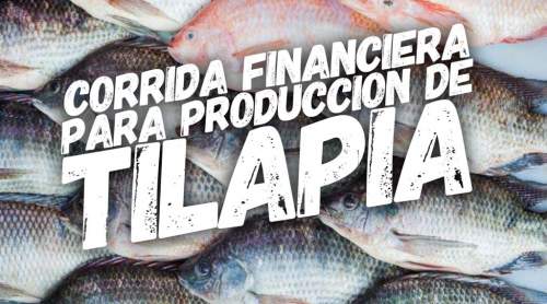 Corrida Financiera para Producción de Tilapia