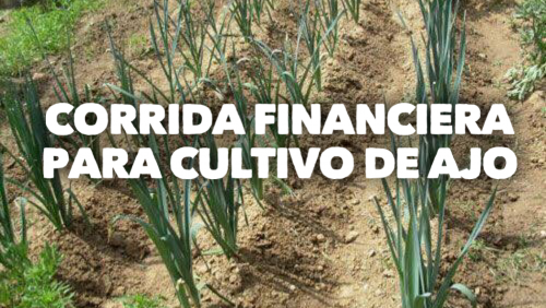 Corrida Financiera para Cultivo de Ajo