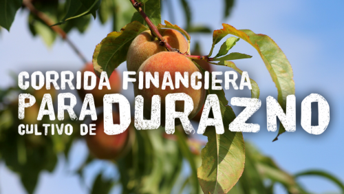 Corrida Financiera para Cultivo de Durazno