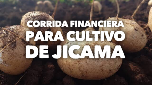 Corrida Financiera para Cultivo de Jícama
