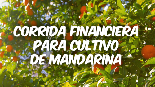 Corrida Financiera para Cultivo de Mandarina
