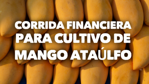 Corrida Financiera para Cultivo de Mango Ataulfo
