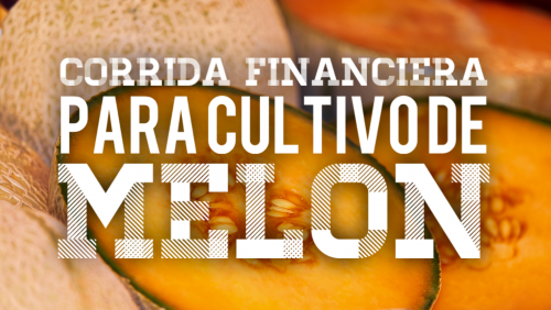 Corrida Financiera para Cultivo de Melón