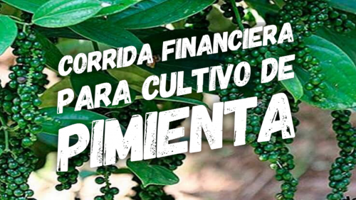 Corrida Financiera para Cultivo de Pimienta