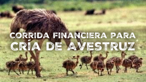 Corrida Financiera para Cría de Avestruz