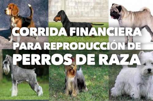 Corrida Financiera para Reproducción de Perros de Raza