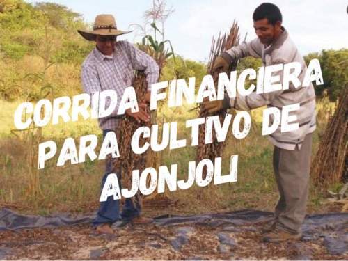 Corrida Financiera para Cultivo y Acopio de Ajonjolí
