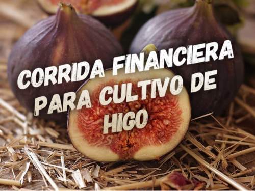 Corrida Financiera para Cultivo de Produccion de Higo