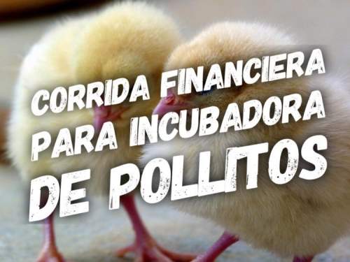 Corrida Financiera para Incubadora de Pollitos