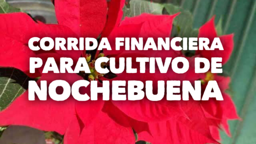 Corrida Financiera para Cultivo de Nochebuena