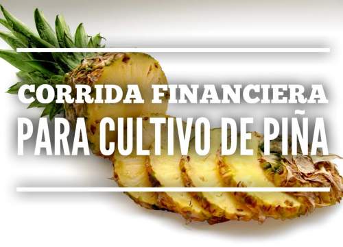 Corrida Financiera para Cultivo y Producción de Piña