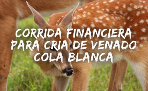 Corrida Financiera para Cría de Venado Cola Blanca