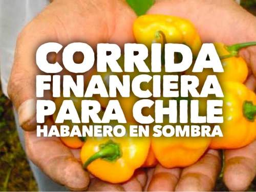 Corrida Financiera para Chile Habanero en Sombra