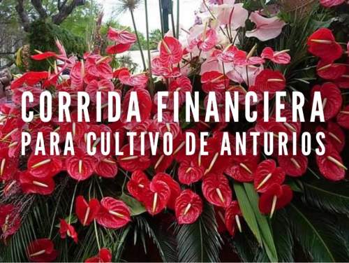 Corrida Financiera Para Cultivo De Anturios