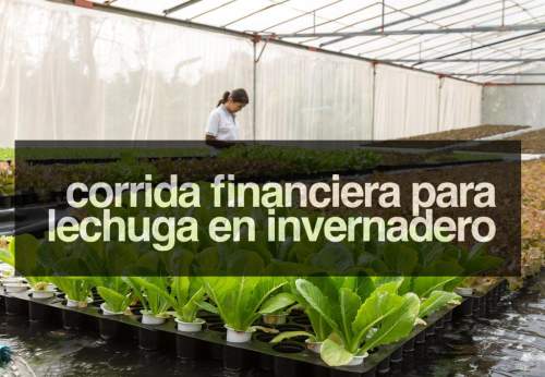 Corrida Financiera para Lechuga En Invernadero