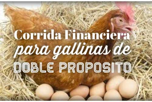 Corrida Financiera para Gallinas de Doble Propósito