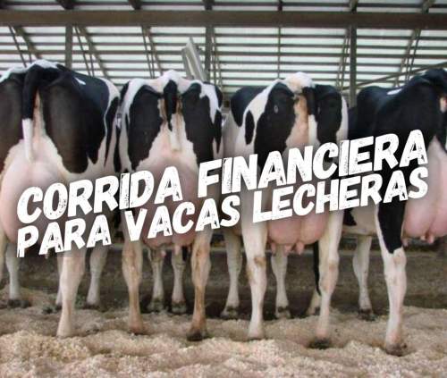 Corrida Financiera para Vacas Lecheras