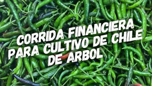 Corrida Financiera para Cultivo de Chile de Árbol