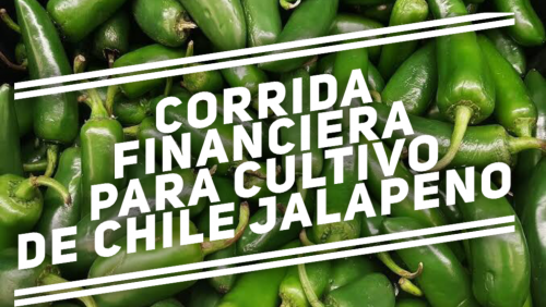 Corrida Financiera para Cultivo de Chile Jalapeño