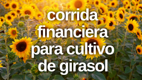 Corrida Financiera para Cultivo de Girasol
