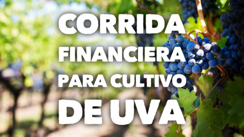 Corrida Financiera para Cultivo de Uva
