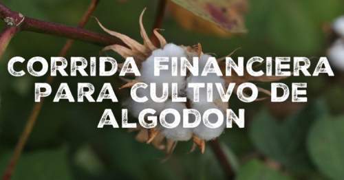 Corrida Financiera para Cultivo de Algodón