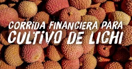 Corrida Financiera para Cultivo de Litchi