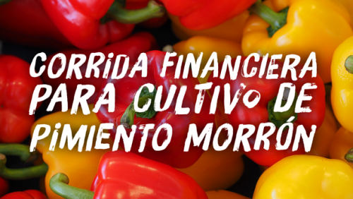 Corrida Financiera para Cultivo de Pimiento Morron