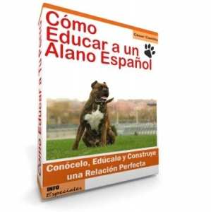 Como Educar a un Perro Alano Español - Guía de Adiestramiento
