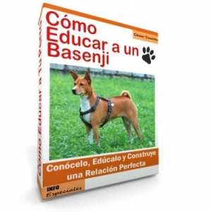 Como Educar a un Perro Basenji - Guía de Entrenamiento