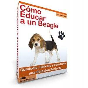 Como Educar a un Perro Beagle - Guía de Adiestramiento
