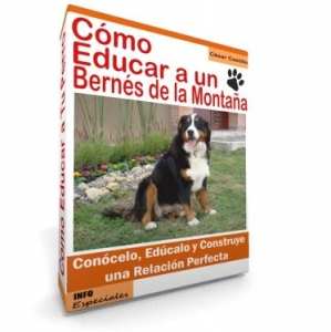 Como Educar a un Perro Bernés de la Montaña - Guía de Entrenamiento