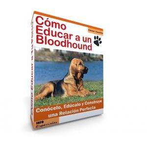 Como Educar a un Perro Bloodhound - Guía de Adiestramiento
