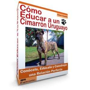 Como Educar a un Perro Cimarron Uruguayo - Guía de Adiestramiento