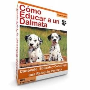 Como Educar a un Perro Dalmata - Guía de Entrenamiento
