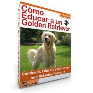 Como Educar a un Perro Golden Retriever - Guía de Adiestramiento