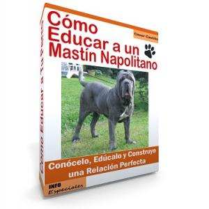 Como Educar a un Perro Mastin Napolitano - Guía de Adiestramiento