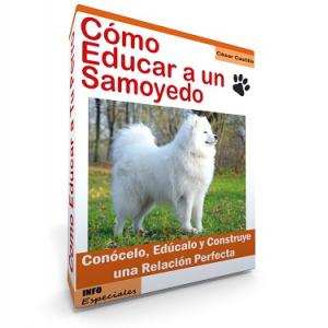 Como Educar a un Perro Samoyedo - Guía de Adiestramiento