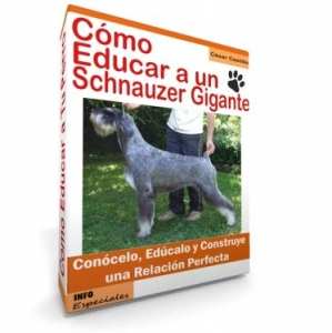 Como Educar a un Perro Schnauzer Gigante - Guía de Entrenamiento
