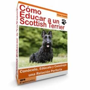 Como Educar a un Perro Scottish Terrier - Guía de Entrenamiento