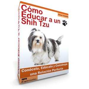 Como Educar a un Perro Shih Tzu - Guía de Adiestramiento