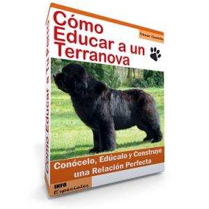 Como Educar a un Perro Terranova - Guía de Adiestramiento